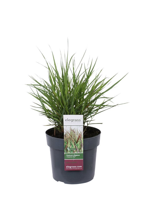 Panicum Virgatum Cheyenne Sky