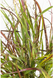 Panicum Virgatum Cheyenne Sky