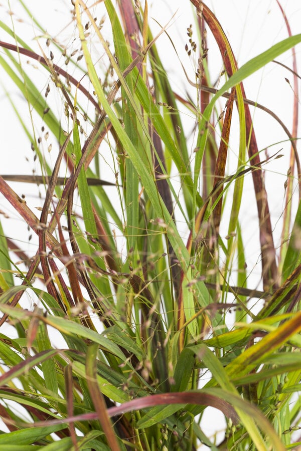 Panicum Virgatum Cheyenne Sky