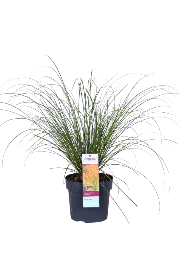 Seggen Prairie Feuer