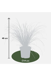 Seggen Prairie Feuer