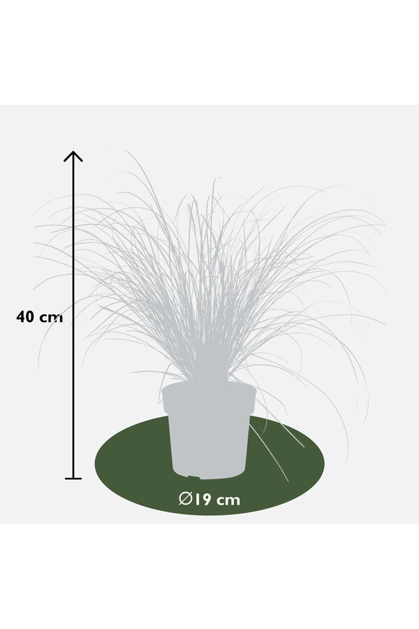 Seggen Prairie Feuer