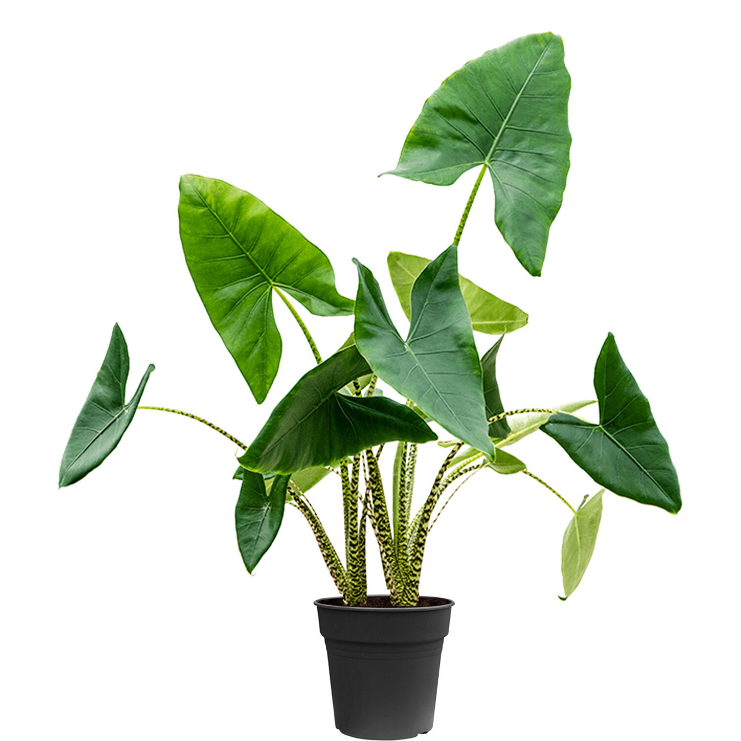 Mchten Sie Alocasia Zebrina Large kaufen? - www.fleurdirect.com