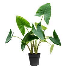 Alocasia