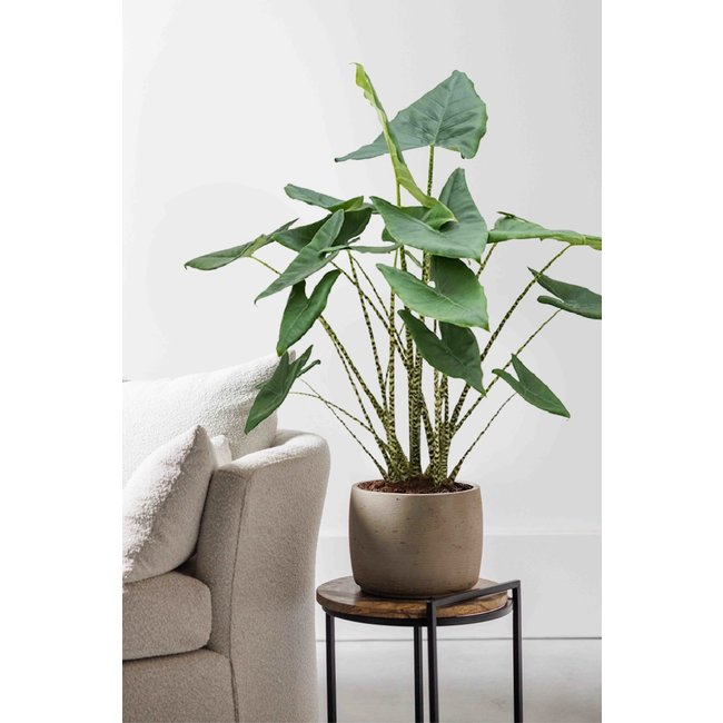 Alocasia Zebrina L