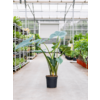 Alocasia Zebrina M