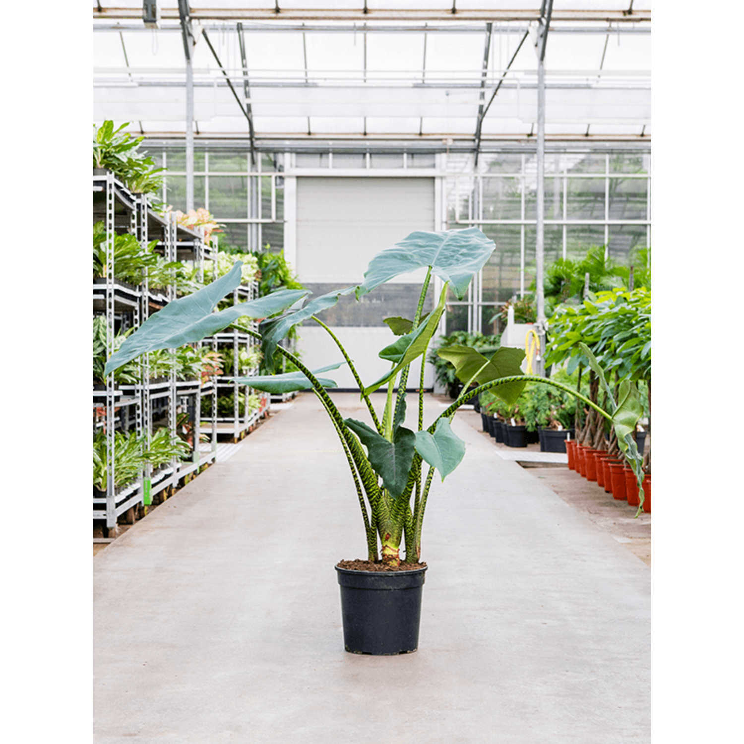 Mchten Sie Alocasia Zebrina Large kaufen? - www.fleurdirect.com