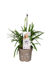 Afrikanische Lilie Agapanthus