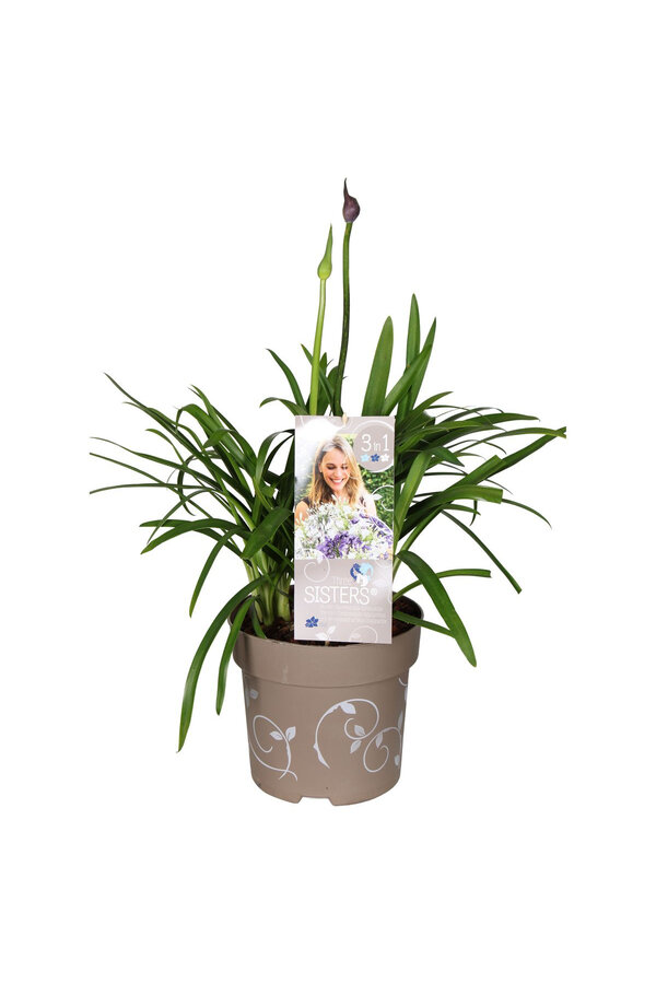 Afrikanische Lilie Agapanthus