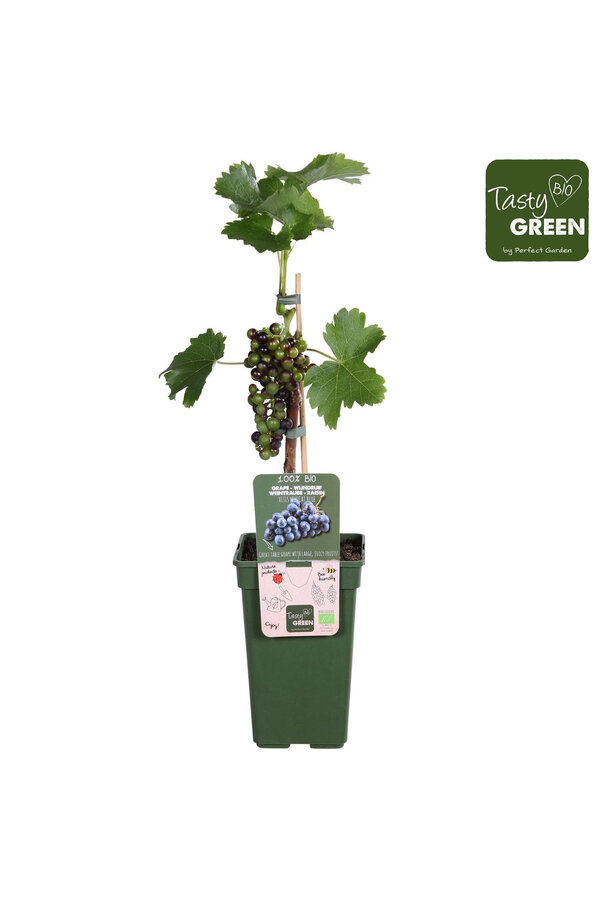 Weintraube Muskateller Blau