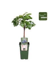 Weintraube Muskateller Blau