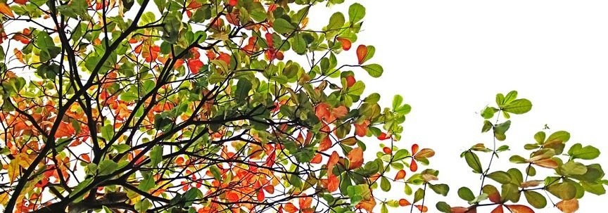 Künstliche Pflanzen: Das ganze Jahr über Farbe im Garten | Fleurdirect.co.uk