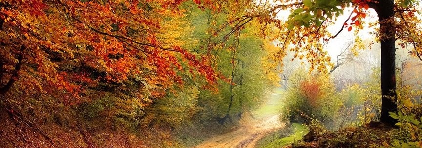 Bringen Sie die Farben ins Haus! | Fleurdirect.co.uk