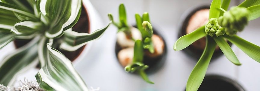 Nützliche Tipps, damit Ihre Zimmerpflanzen den Winter überstehen | Fleurdirect.co.uk