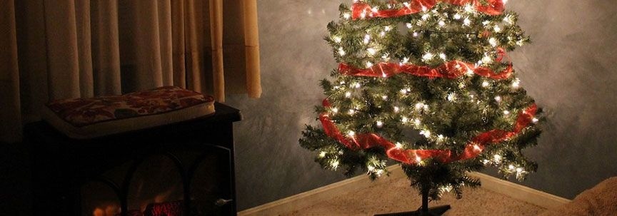 Ersetzen Sie Ihren Weihnachtsbaum durch luftreinigende Pflanzen