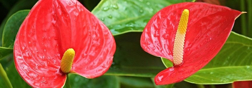 Zimmerpflanze des Monats Dezember: Anthurium