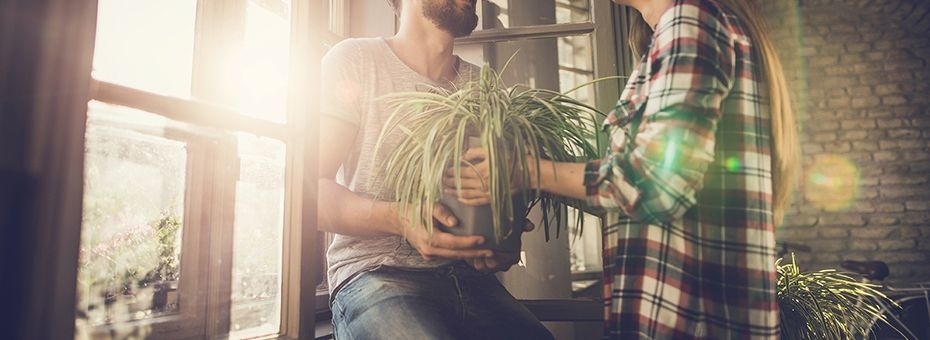 Feiern Sie den Valentinstag mit Pflanzen