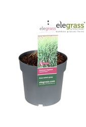 Panicum Virgatum Apache Rose