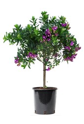 Geflügelte Blume Myrtifolia am Stiel M