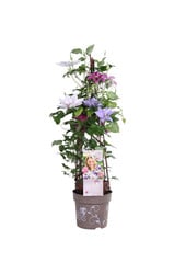 Großblütiger Waldmeister Three Sisters