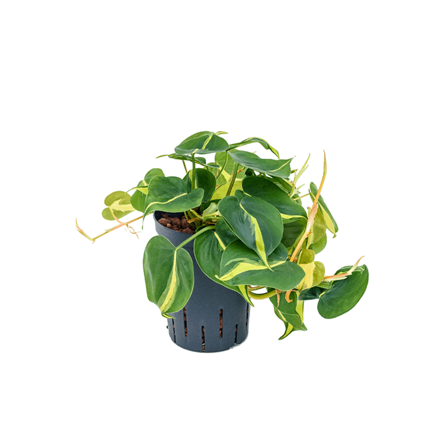 Wasserpflanze Philodendron Scandens Brasil | Schnelle Lieferung |  Fleurdirect - www.fleurdirect.com