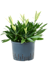 Wasserpflanze Pleomele (Dracaena) Reflexa Song of Sri Lanka
