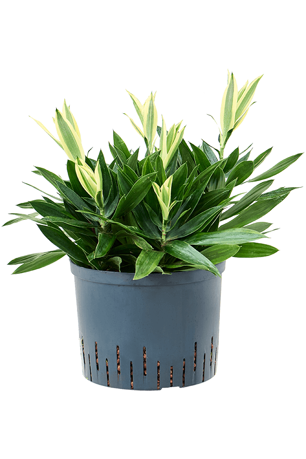 Wasserpflanze Pleomele (Dracaena) Reflexa Song of Sri Lanka