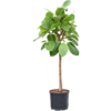 Wasserpflanze Ficus Altissima Yellow Gem