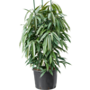 Wasserpflanze Ficus Binnendijkii Amstel King