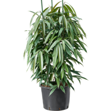 Wasserpflanze Ficus