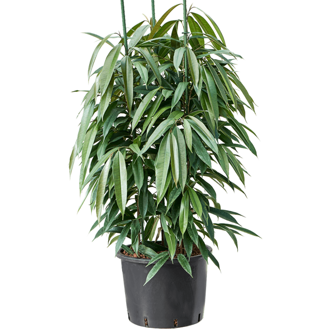 Wasserpflanze Ficus Binnendijkii Amstel King