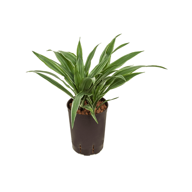 Wasserpflanze Dracaena Deremensis Warneckei