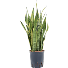 Wasserpflanze Sansevieria