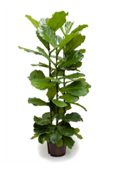Wasserpflanze Ficus Lyrata