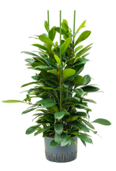 Wasserpflanze Ficus Cyathistipula