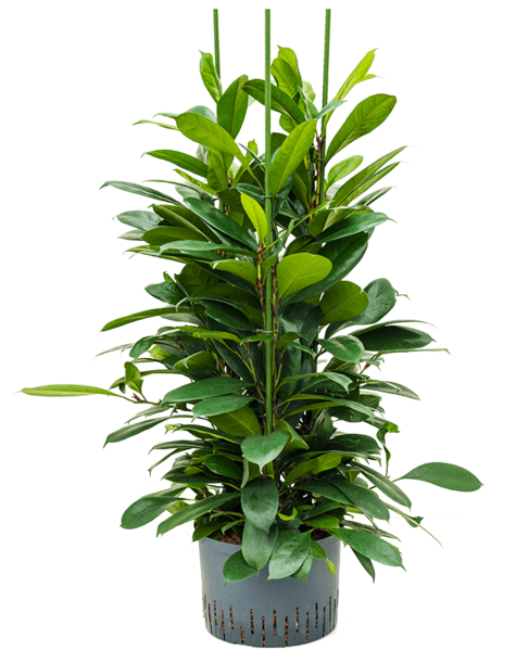 Wasserpflanze Ficus