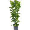 Wasserpflanze Ficus Lyrata Bambino