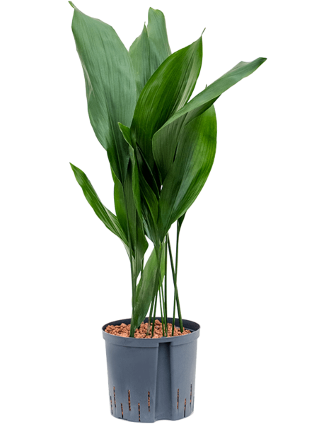 Wasserpflanze Aspidistra
