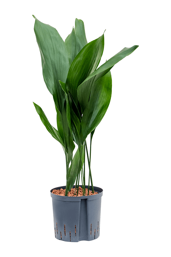 Wasserpflanze Aspidistra Elatior
