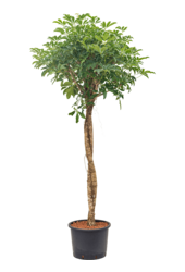 Wasserpflanze Schefflera Arboricola Compacta