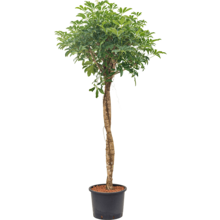 Wasserkraftwerk Schefflera