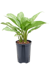 Wasserpflanze Aglaonema Stripes