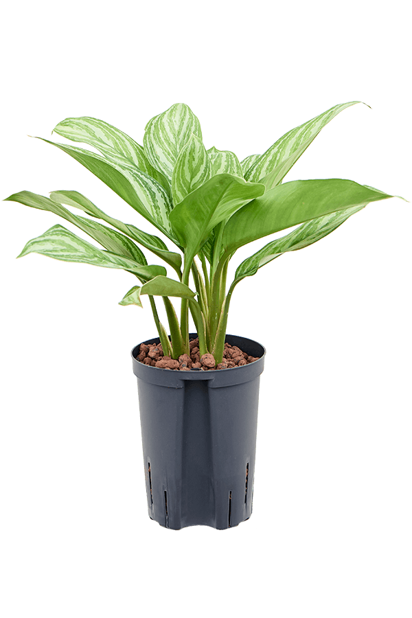 Wasserpflanze Aglaonema Stripes