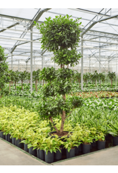 Wasserpflanze Ficus Microcarpa 'Nitida'