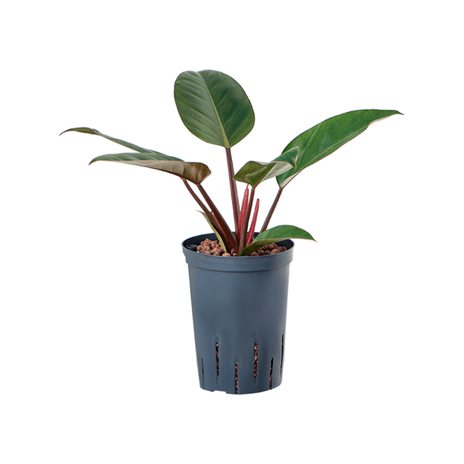 Wasserpflanze Philodendron Red Beauty