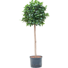 Wasserpflanze Ficus