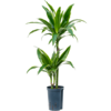 Wasserpflanze Dracaena Fragrans Arturo