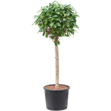 Wasserpflanze Ficus