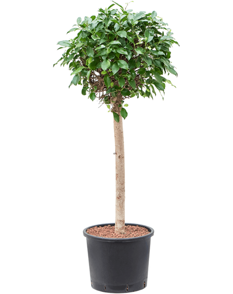 Wasserpflanze Ficus