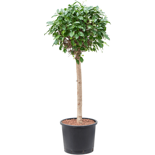 Wasserpflanze Ficus Microcarpa 'Nitida'